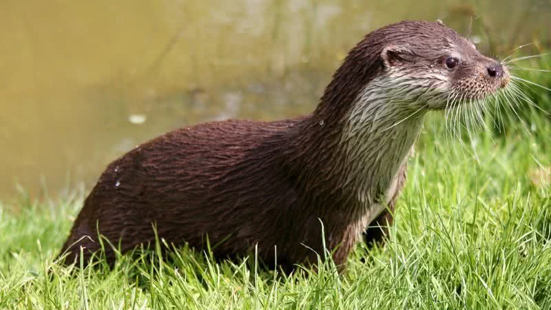 Lontra